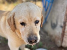 CESAR, Hund, Labrador Retriever in Essen - Bild 3