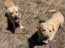 CESAR, Hund, Labrador Retriever in Essen - Bild 4