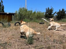 CESAR, Hund, Labrador Retriever in Essen - Bild 5