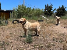 CESAR, Hund, Labrador Retriever in Essen - Bild 6