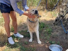 CESAR, Hund, Labrador Retriever in Essen - Bild 7