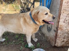 CESAR, Hund, Labrador Retriever in Essen - Bild 8