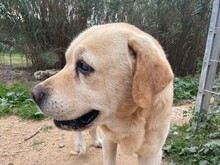 CESAR, Hund, Labrador Retriever in Essen - Bild 9