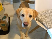 MOLLY, Hund, Labrador Retriever in Gelsenkirchen - Bild 1