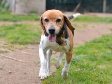 GUSTAV, Hund, Beagle in Italien - Bild 12