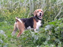 GUSTAV, Hund, Beagle in Italien - Bild 13