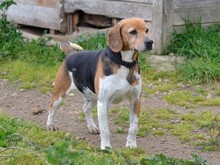 GUSTAV, Hund, Beagle in Italien - Bild 14