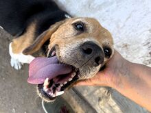 GUSTAV, Hund, Beagle in Oer-Erkenschwick