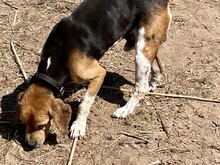 GUSTAV, Hund, Mischlingshund in Italien - Bild 3