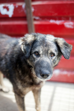 EDDIE, Hund, Mischlingshund in Rumänien - Bild 1