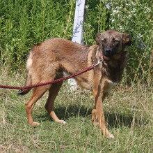 RONJA, Hund, Mischlingshund in Warder