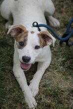 TOFU, Hund, Mischlingshund in Ungarn