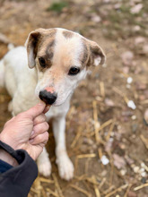 TOFU, Hund, Mischlingshund in Sonnenbühl
