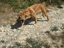 TRACK, Hund, Mischlingshund in Rumänien - Bild 5