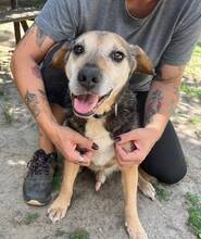 MERLIN, Hund, Beagle-Mix in Ungarn - Bild 2