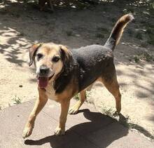 MERLIN, Hund, Beagle-Mix in Ungarn - Bild 3