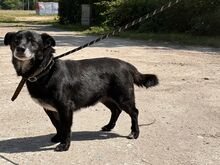 ZIKO, Hund, Mischlingshund in Polen - Bild 1