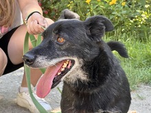 ZIKO, Hund, Mischlingshund in Polen - Bild 2