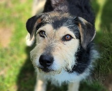 LOLA2, Hund, Terrier-Mix in Gefrees - Bild 1