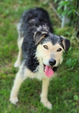 LOLA2, Hund, Terrier-Mix in Gefrees - Bild 10