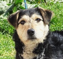 LOLA2, Hund, Terrier-Mix in Gefrees - Bild 11