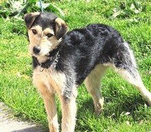 LOLA2, Hund, Terrier-Mix in Gefrees - Bild 12