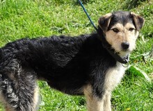 LOLA2, Hund, Terrier-Mix in Gefrees - Bild 13