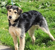 LOLA2, Hund, Terrier-Mix in Gefrees - Bild 14