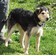 LOLA2, Hund, Terrier-Mix in Gefrees - Bild 16