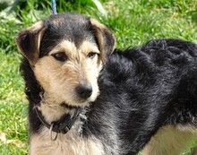 LOLA2, Hund, Terrier-Mix in Gefrees - Bild 18