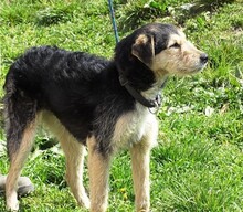 LOLA2, Hund, Terrier-Mix in Gefrees - Bild 19