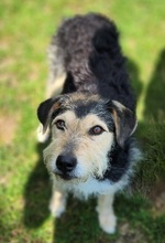 LOLA2, Hund, Terrier-Mix in Gefrees - Bild 7