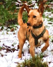 RESOLE, Hund, Mischlingshund in Neuenhaus - Bild 1