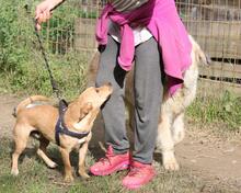 RESOLE, Hund, Mischlingshund in Neuenhaus - Bild 17