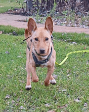 RESOLE, Hund, Mischlingshund in Neuenhaus - Bild 2