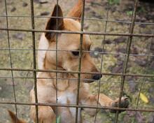 RESOLE, Hund, Mischlingshund in Neuenhaus - Bild 20