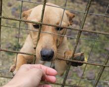 RESOLE, Hund, Mischlingshund in Neuenhaus - Bild 21