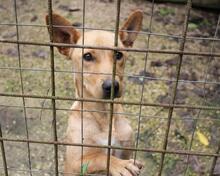 RESOLE, Hund, Mischlingshund in Neuenhaus - Bild 22