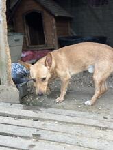 RESOLE, Hund, Mischlingshund in Neuenhaus - Bild 27