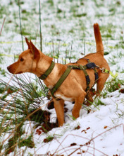 RESOLE, Hund, Mischlingshund in Neuenhaus - Bild 3