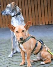 RESOLE, Hund, Mischlingshund in Neuenhaus - Bild 6