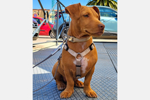 BEBO, Hund, Podenco-Bodeguero-Mix in Spanien - Bild 11