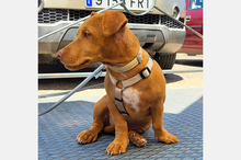 BEBO, Hund, Podenco-Bodeguero-Mix in Spanien - Bild 16