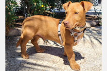 BEBO, Hund, Podenco-Bodeguero-Mix in Spanien - Bild 8