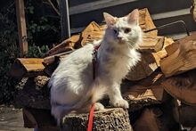 ALASKA, Katze, Türkisch Angora-Mix in Bann