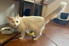 ALASKA, Katze, Türkisch Angora-Mix in Bann - Bild 10