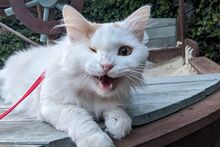 ALASKA, Katze, Türkisch Angora-Mix in Bann - Bild 2