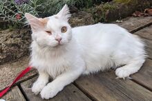 ALASKA, Katze, Türkisch Angora-Mix in Bann - Bild 3