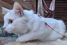 ALASKA, Katze, Türkisch Angora-Mix in Bann - Bild 5