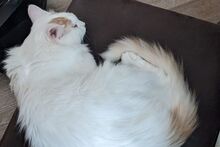 ALASKA, Katze, Türkisch Angora-Mix in Bann - Bild 8